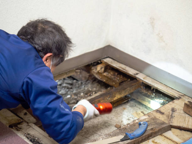 Best Residential Mold Removal  in Sandy, UT