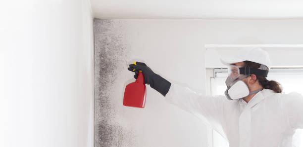 Best Fast Mold Removal  in Sandy, UT