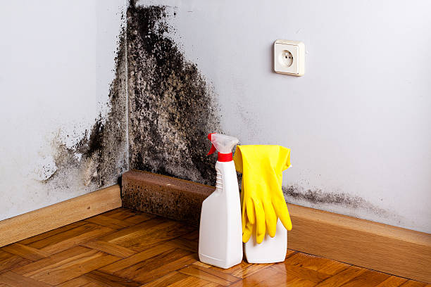 Best Attic Mold Removal  in Sandy, UT